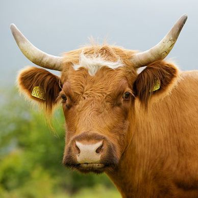 Cow