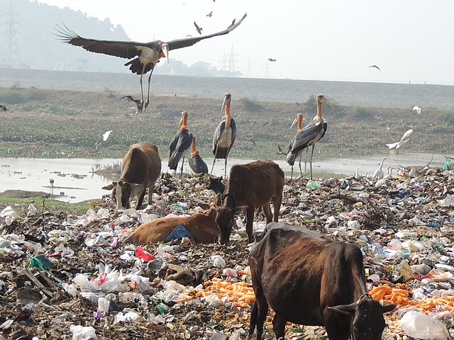 Birds Scavenging a Dump
